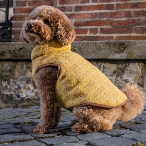 Peut inclure: Un caniche marron portant un gilet pour chien jaune moutarde texturé avec un col haut et une bordure marron le long des emmanchures et de l'ourlet. Le gilet présente une construction en tissu tissé et couvre le dos et la poitrine du chien.