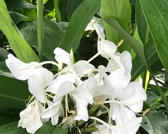 White Ginger Lily Etsy