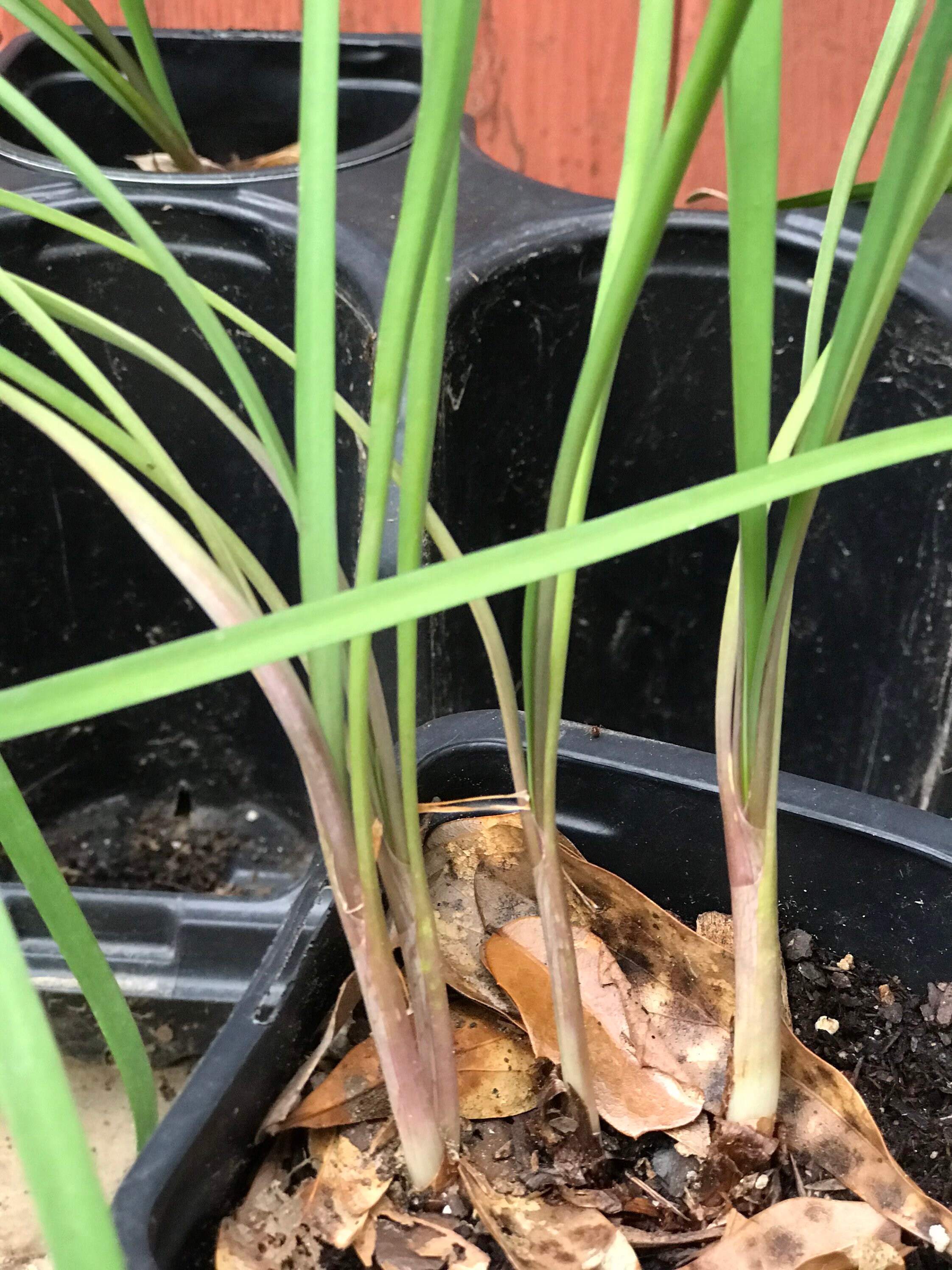 Lot of Three 3 Society Garlic Plants Mature &amp; Well Rooted