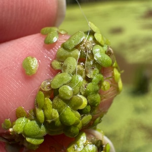 May include: A cluster of small, vibrant green duckweed plants featuring tiny, rounded, oval-shaped leaves. These aquatic plants are densely packed together, displaying a smooth texture and a bright, natural green coloration throughout the foliage.