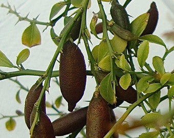 Limes, sold out till Septmber