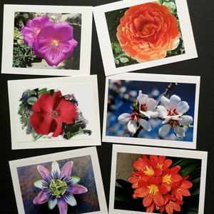 Nature in Bloom Note Cards