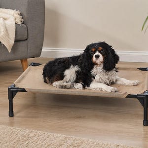 May include: A raised pet bed featuring a rectangular tan fabric sleeping surface stretched across a black metal frame with four legs. A black, white, and brown Cavalier King Charles Spaniel is lying down on the center of the elevated pet cot.