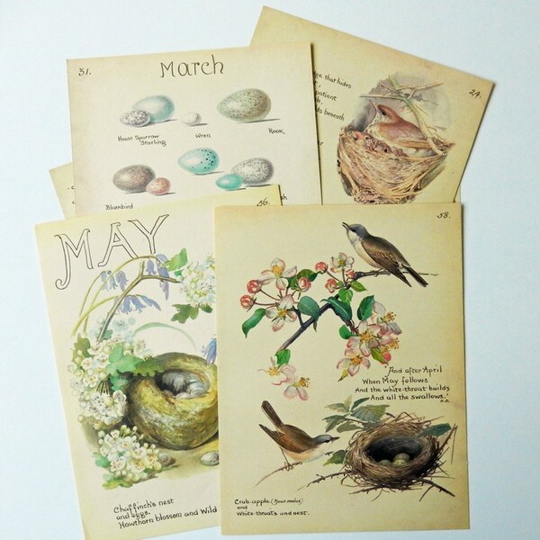 Bird Nest and Eggs Book Pages Pack of 6 , The Country Diary of an Edwardian Lady, Paper Ephemera