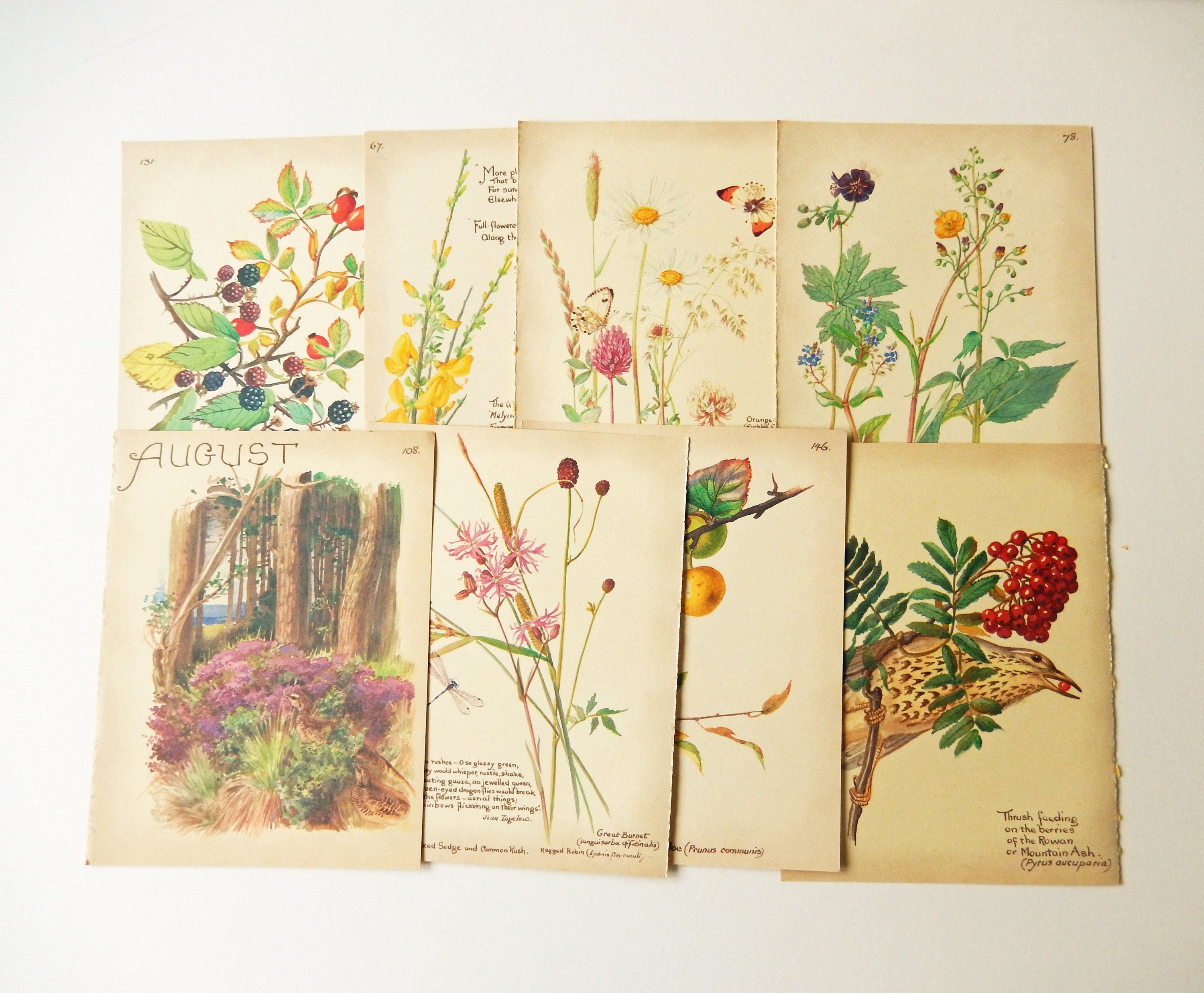 Edith Holden Vintage March Pages Country Diary of an Edwardian Lady Nature Ephemera Scrapbooking Junk Journalling Birds Eggs Flowers Edith Holden Vintage March Pages Country Diary of an Edwardian Lady Nature Ephemera Scrapbooking Junk Journalling Birds Eggs Flowers