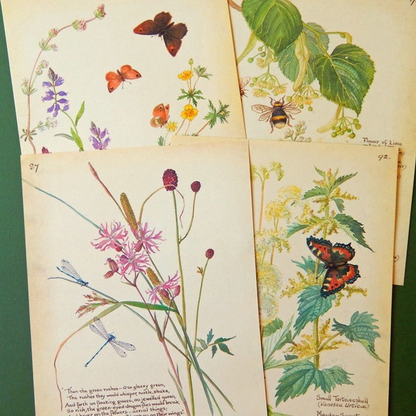 SALE Nature / Botanical / Insects Themed Book Pages , The Country Diary of an Edwardian Lady, Paper Ephemera, Journaling