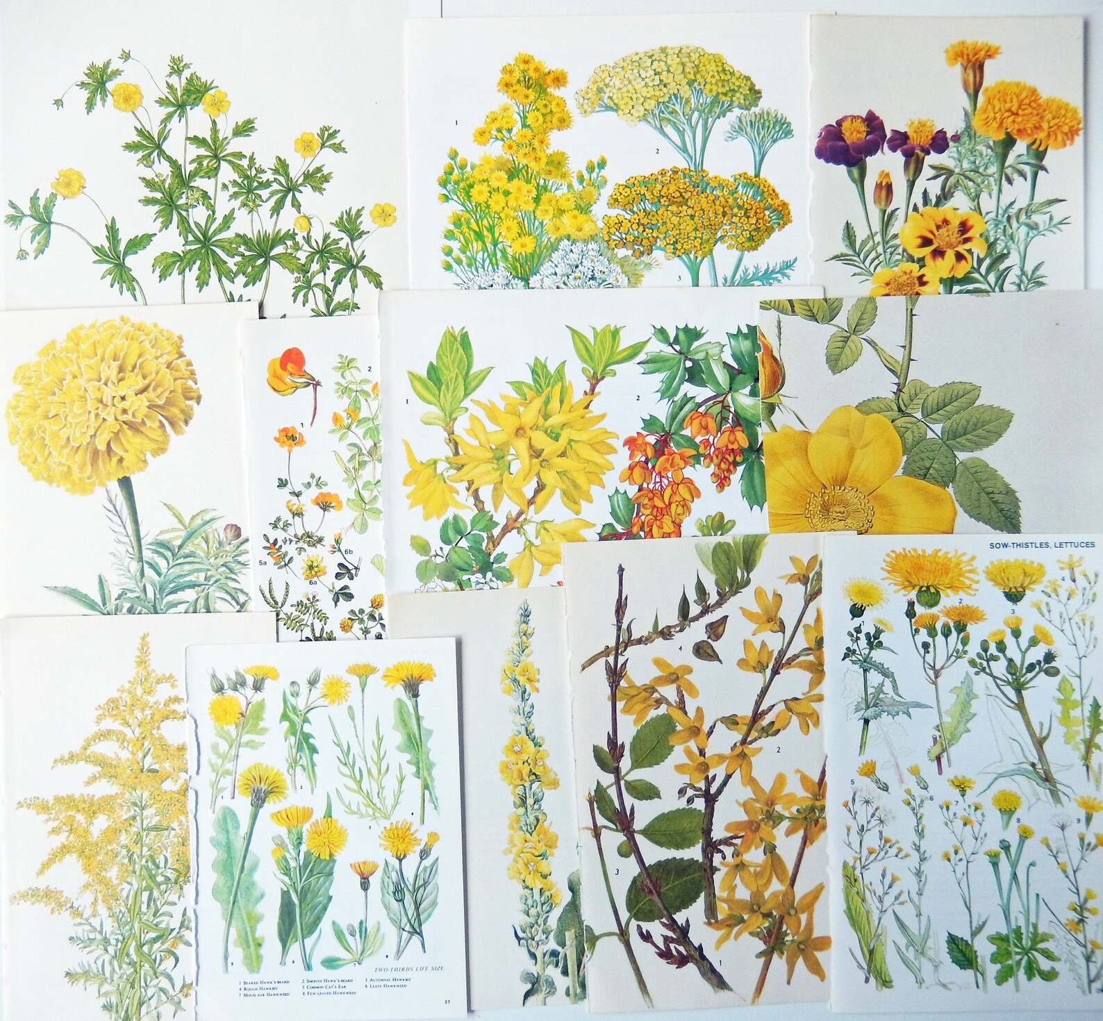 Floral Vintage Book Pages Yellow Flowers Botanical Etsy
