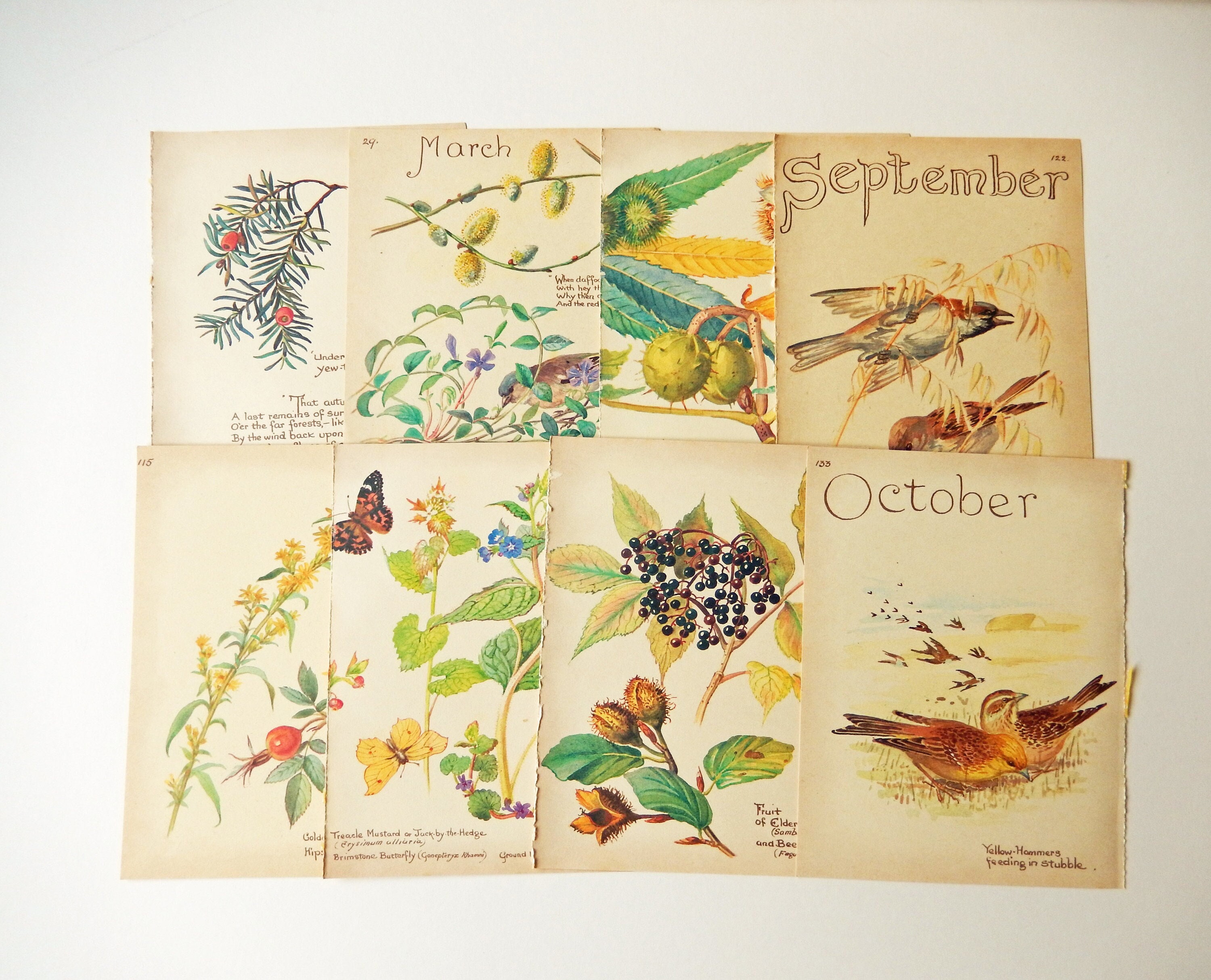 Edith Holden Vintage March Pages Country Diary of an Edwardian Lady Nature Ephemera Scrapbooking Junk Journalling Birds Eggs Flowers Edith Holden Vintage March Pages Country Diary of an Edwardian Lady Nature Ephemera Scrapbooking Junk Journalling Birds Eggs Flowers