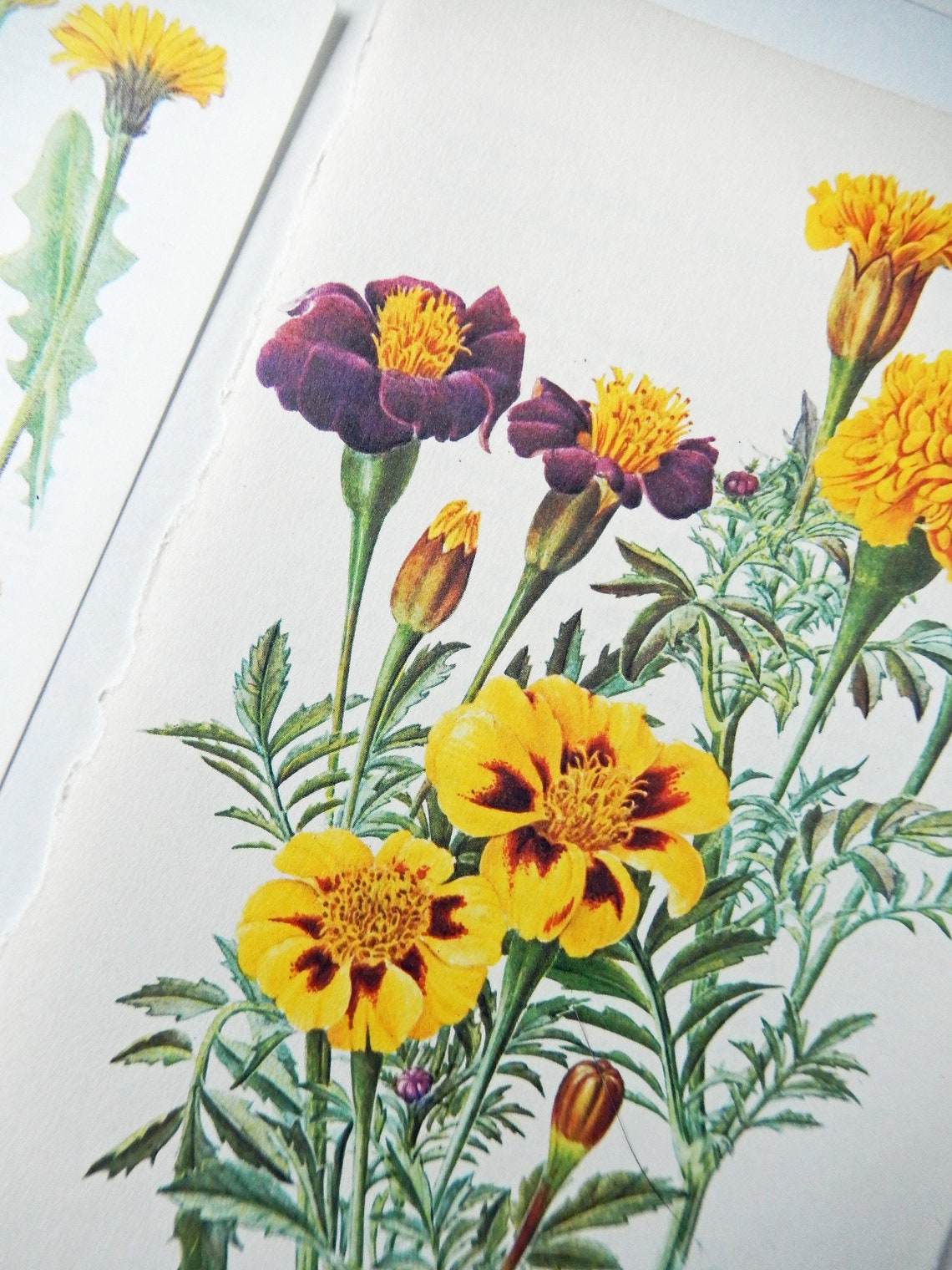 Floral Vintage Book Pages Yellow Flowers Botanical Etsy