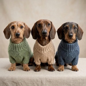 May include: Three wire-haired dachshund dogs sitting side by side. The dog on the left wears a sage green knit sweater, the center dog wears a beige knit sweater, and the dog on the right wears a navy blue knit sweater, all with ribbed collars.