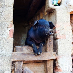 At the Gate, Landscape, Rural photography, Country, Nature, Fine art, Animals