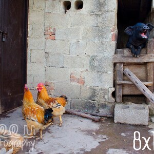 Laughing Pig, Landscape, Rural photography, Country, Nature, Fine art, Animals