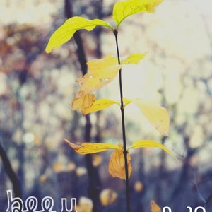 Fading Sprig, Portrait, Nature photography, Autumn, Outdoors, Fine art, Fall