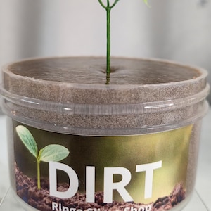 Puede incluir: Un frasco de plástico transparente lleno de slime marrón texturizado que se asemeja a la tierra. Un pequeño brote de plástico verde está insertado en el centro del slime. La etiqueta del frasco muestra una imagen de un brote en tierra con el texto DIRT Ringo Slime Shop.