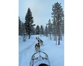 Könnte beinhalten: Ein Hundeschlitten, der von einem Husky-Gespann durch einen verschneiten Wald gezogen wird. Die Ansicht stammt von der Vorderseite des Holzschlittens und zeigt die Hunde, die auf einem Pfad zwischen hohen Nadelbäumen unter einem blassen Winterhimmel laufen.