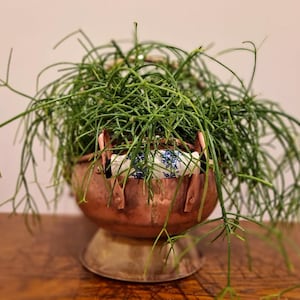 Op de afbeelding: Een koperen plantenbak met een ronde komvorm en een voetstuk. De plantenbak is voorzien van een horizontale handgreep met een witte keramische greep versierd met een blauw bloemmotief. Een dichte, hangende groene plant vult de kom.