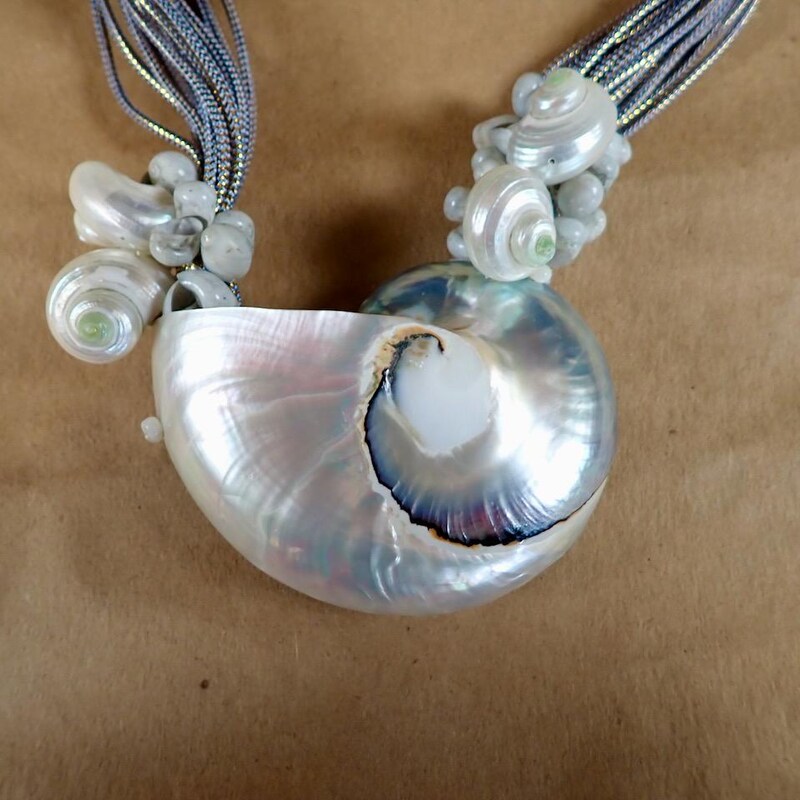 Chambered Nautilus Etsy