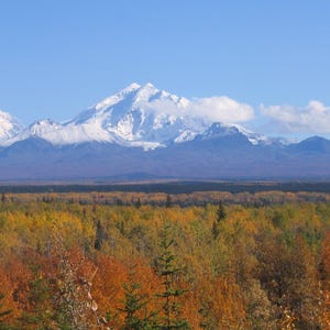 May include: A vast landscape featuring a prominent snow-capped mountain range under a clear blue sky. In the foreground, a dense forest displays vibrant autumn foliage with shades of orange, yellow, and green, creating a stark contrast.