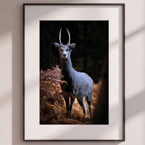 Lámina artística de ciervo Sika japonés, fotografía de fauna salvaje de Irlanda, Killarney.