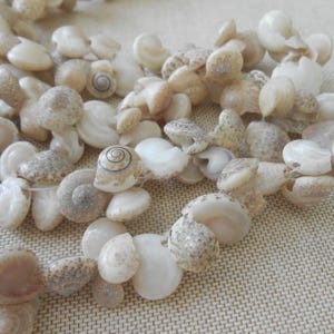 May include: A collection of natural seashells in various shapes and sizes, strung together. The shells are primarily off-white and beige, with some featuring spiral patterns. The arrangement suggests a necklace or decorative strand.