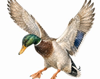 May include: Watercolor painting of a mallard duck in flight, wings outstretched. The duck features a green head, brown body, and gray wings with blue accents. Its orange feet are extended, and the background is white.