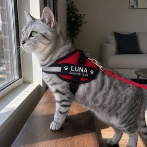 May include: A silver tabby cat wearing a red and black harness with a reflective strip. The harness features a black patch with the white text LUNA, two paw print icons, and the date Since 08.16.24. A red leash is attached to the metal D-ring.