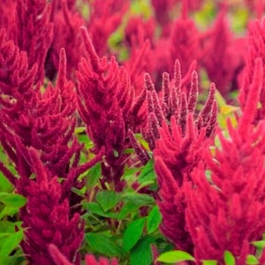 Peut inclure: Un groupe de fleurs de célosie rouge vif présentant des textures denses, plumeuses et veloutées. Les fleurs dressées en forme de flamme sont densément garnies de minuscules fleurons, entremêlées de feuilles pointues vert vif à la base.