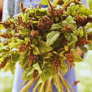May include: A lush bouquet of amaranth featuring vibrant green leaves and numerous textured, reddish-brown flower spikes. The plant stems are gathered together at the base, showcasing a dense arrangement of foliage and drooping, seed-bearing plumes.