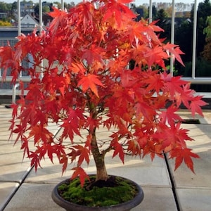 Op de afbeelding: Een Japanse esdoorn bonsai met levendige rode, handvormig gelobde bladeren. De boom heeft een slanke, getextureerde stam en staat in een ondiepe, donkere ronde pot met een laag groen mos die het grondoppervlak aan de basis bedekt.