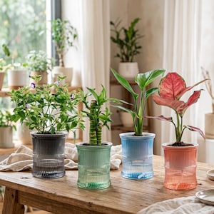 May include: Four cylindrical glass planters with vertical ribbed textures, each containing a different houseplant. The planters are colored in translucent gray, light green, blue, and pink, and are arranged in a row on a wooden surface.