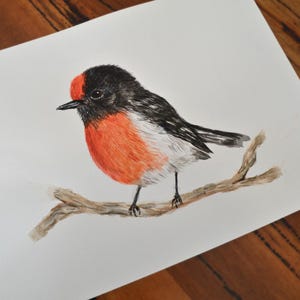 Handgemaltes Aquarell eines australischen Vogels – Rotkappenrotschwanz