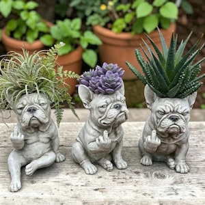 Puede incluir: Tres maceteros de hormigón gris con forma de bulldog francés, cada uno con una pata levantada en un gesto de dedo corazón. El macetero izquierdo contiene una planta de aire, el central una suculenta morada y el derecho una planta de aloe.