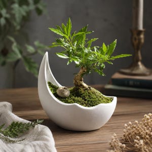 May include: A small green bonsai tree planted in a white ceramic planter shaped like a crescent moon. The planter contains a layer of green moss and a single small, round, light-colored stone nestled near the base of the tree trunk.
