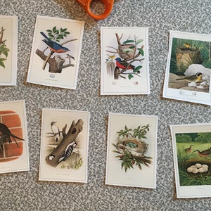 9x vintage bird paper crafting cut outs