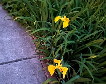 20 Yellow Flag Iris Flower Seeds For Fall/Spring Planting