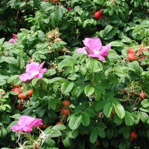 Puede incluir: Un rosal vibrante que presenta varias flores de color rosa brillante con cinco pétalos y un centro blanco. La planta está densamente cubierta de hojas verdes texturizadas y numerosos escaramujos redondos de color rojo anaranjado.