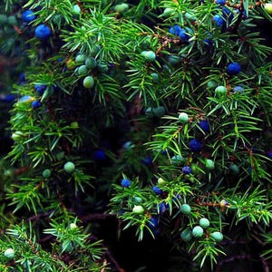 Puede incluir: Un arbusto de enebro denso con hojas verdes puntiagudas en forma de aguja y numerosas bayas pequeñas y redondas en diversas etapas de madurez, que van desde el verde claro hasta el azul intenso y vibrante, entre las ramas.