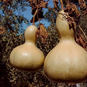 Fågelholkskaka - Calabash kinesisk Buddha-squash, Lagenaria siceraria, Vitblommig kalebass, 10+ frön