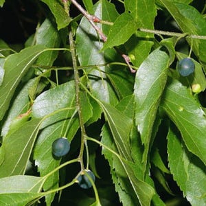 Könnte beinhalten: Ein Zweig eines Zürgelbaums mit gezackten, spitzen grünen Blättern und mehreren kleinen, runden, dunkelblauen Beeren, die an dünnen Stielen hängen. Das Blattwerk ist dicht, mit sichtbaren Blattadern und hell gefärbter Rinde an den Zweigen.