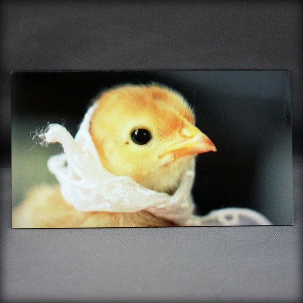 Chicks in Hats Magnet This Will Make Your Refrigerator Happy