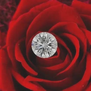 May include: A round, brilliant-cut clear gemstone with multiple facets reflecting light, positioned centrally within the deep red, layered petals of a blooming rose. The stone displays a high level of clarity and a circular, symmetrical shape.