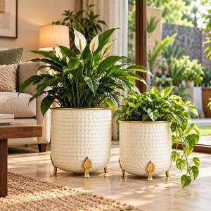 May include: Two cylindrical white planters with a textured hammered finish and gold-toned rims. Each planter is supported by three decorative gold-toned feet shaped like leaves. A peace lily plant sits in the larger planter, and a pothos plant in the smaller.