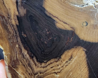 Polished Stinking Water Petrified Wood Slice