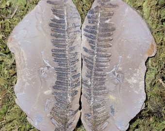 Large Pennsylvanian-age Pecopteris sp. Fern Nodule Matched Pair, Mazon Creek, Illinois, 288g