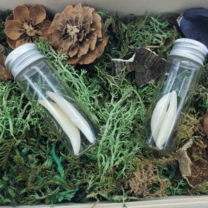 2 Genuine Wolf Teeth in a small glass bottle