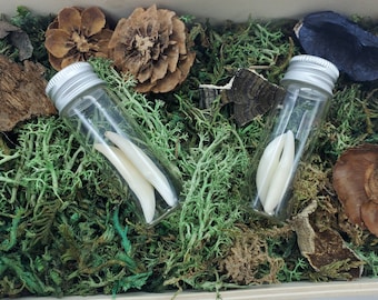 2 Wolf in Glass Bottle | Wolf Specimen | Natural History Curio & Collectible