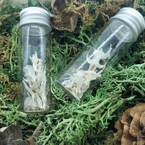 May include: Two clear glass vials with silver lids, filled with white, delicate, dried plant material. The vials are sitting on a bed of green moss.