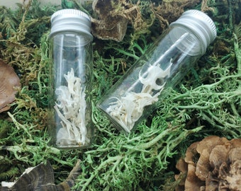 Small jar of mouse bones - 15 ml glass bottle | Curiosities | Witchcraft | Pagan