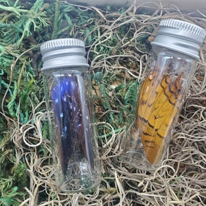 May include: Two glass vials with silver lids containing preserved insect wings. One vial contains blue and black wings, the other contains yellow and brown wings.