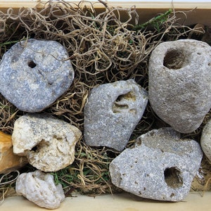 May include: A collection of seven gray, white, and brown stones with holes in them. The stones are arranged in a wooden box with brown and green moss.